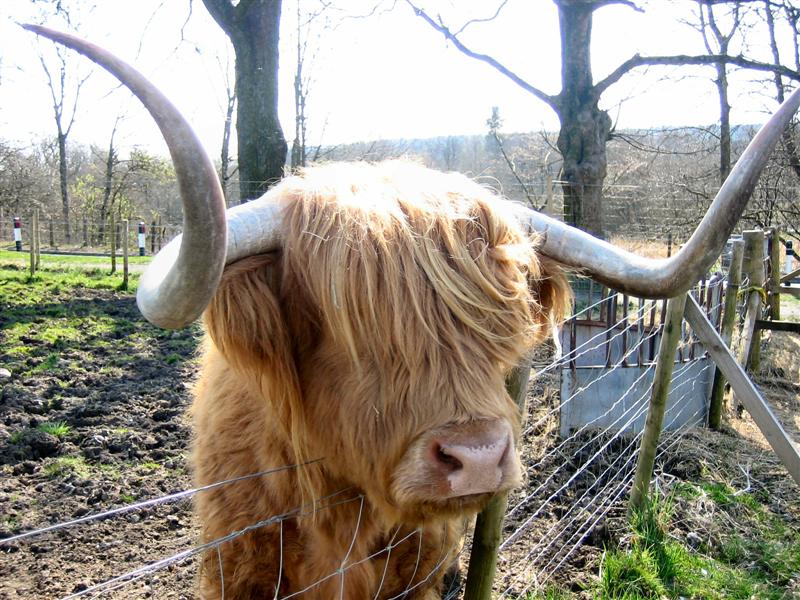 Scotland 6617